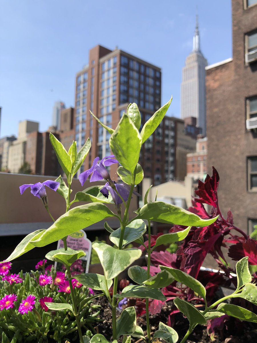The Secret Garden on the roof is growing. Tenth season!