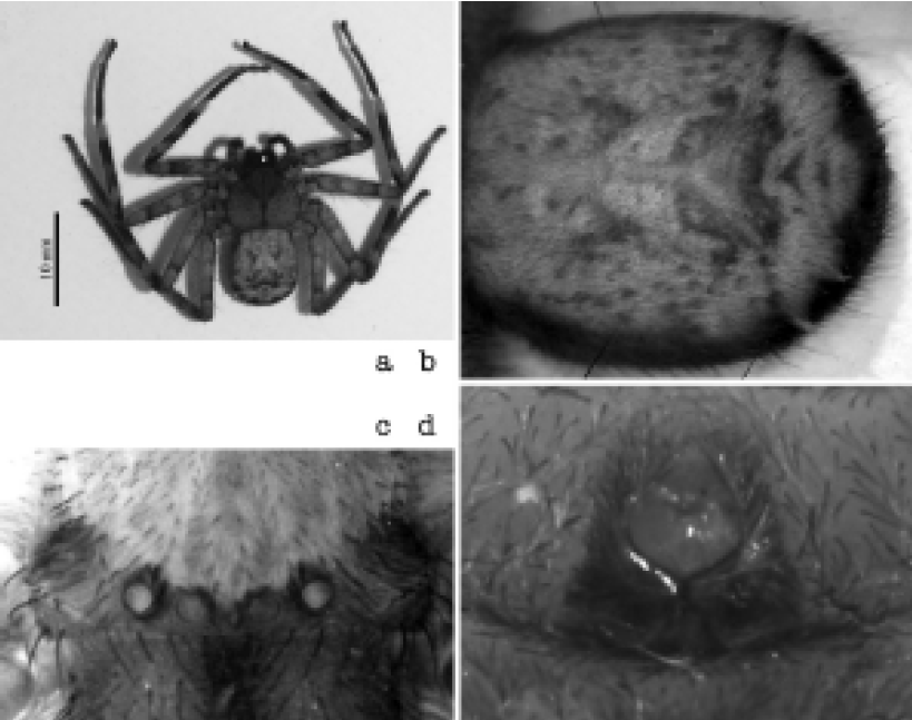 First record of the family Selenopidae from Italy! By Lo Cascio & Grita (2010) at wsc.nmbe.ch/reference/15779