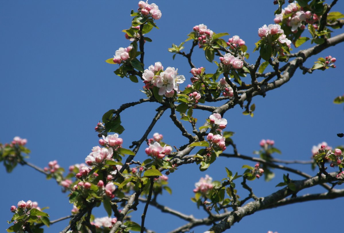 So happy to be able to see this magnificent apple tree go through the seasons #BlossomWatch #EveryoneNeedsNature