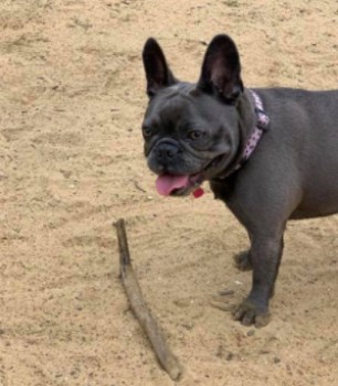 millypod1's tweet photo. COCO HOME SAFE. THANKS FOR RT's πππΎ
22 APR 2021. COCO #Lost #ScanMe
Grey French Bulldog Female
Caesar's Camp #GU9 between #Farnham #Aldershot #Surrey PLEASE DO NOT CHASE
SIGHTINGS**
https://t.co/EyZBBHe2sG https://t.co/Cqs6QeSM4D