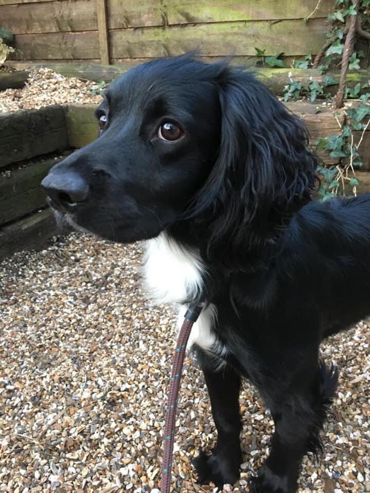 FOAWales's tweet photo. Jacks is a lockdown sprocker puppy just 15 months old. A high energy, full on whirlwind who has not been socialised, trained or exercised as he desperately needs. His owner loved him but that’s just not enough and is now pregnant. Jacks has moved to a foster home for training. https://t.co/IzYfmxcfFd