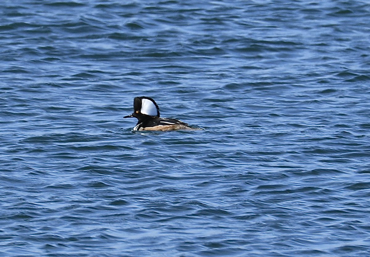 #hoodedmerganser @tophilllow @Natures_Voice @YorkshireWater