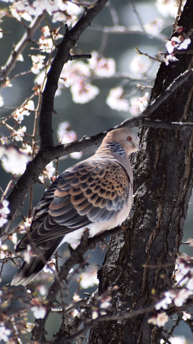 Oriental turtle dove!!

Colour of this dove matches to the flowers of the tree it is perched on.

#bird #birding #birdwatching #birdphotography #wild #nature #himachal #lahulspiti #spring #flowers #BlossomWatch #himalayan #indiAves