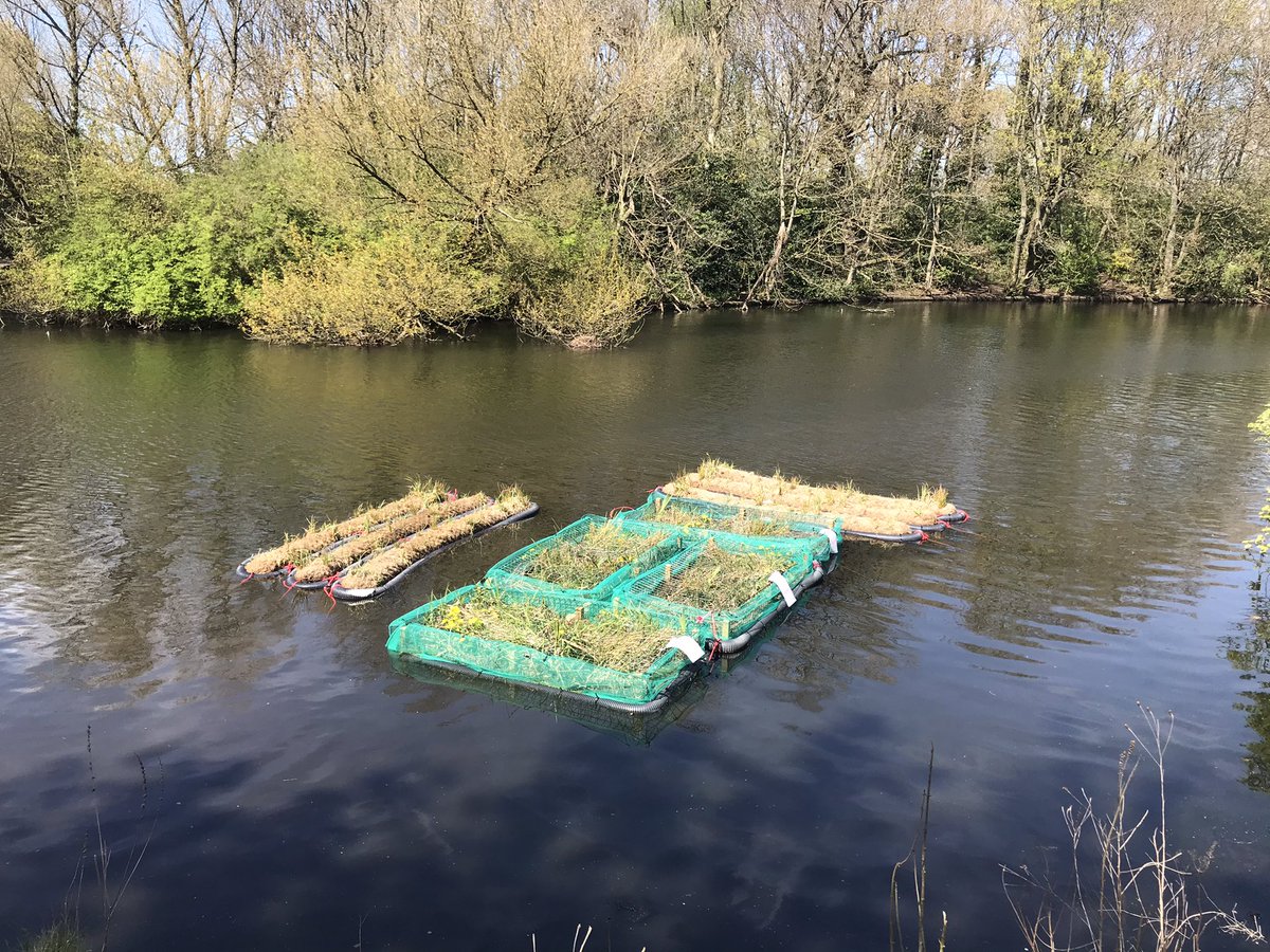 Twelve more bio haven oxygenated floating rolls have gone into #waltonhallpark big lake to provide oxygen, improve water quality & absorb bad nutrients by our volunteers @lpoolcouncil @MET_EnvTrust @EnvAgency @AnglingTrust @DanCardenMP @TalkAngling @TaskersAngling