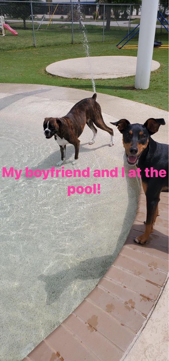 LuciaW_Nguyen's tweet photo. Dear Mom &amp; Dad, 

I had so much fun at the Earth Day pawty yesterday! Almost all of my friends were there and things got a bit rowdy! I am not really sure what was in the blue drink but we need the recipe. I want every day to be Earth Day!

♥️ 🌏 
Bella

#livinwithbella https://t.co/J3DZrvK067
