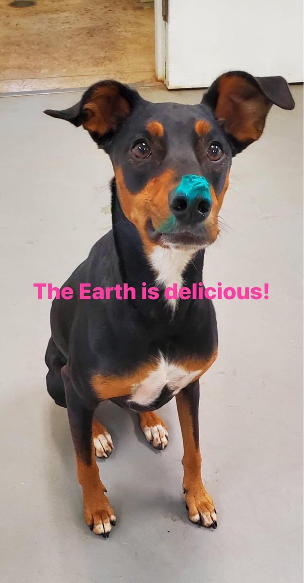 LuciaW_Nguyen's tweet photo. Dear Mom &amp; Dad, 

I had so much fun at the Earth Day pawty yesterday! Almost all of my friends were there and things got a bit rowdy! I am not really sure what was in the blue drink but we need the recipe. I want every day to be Earth Day!

♥️ 🌏 
Bella

#livinwithbella https://t.co/J3DZrvK067