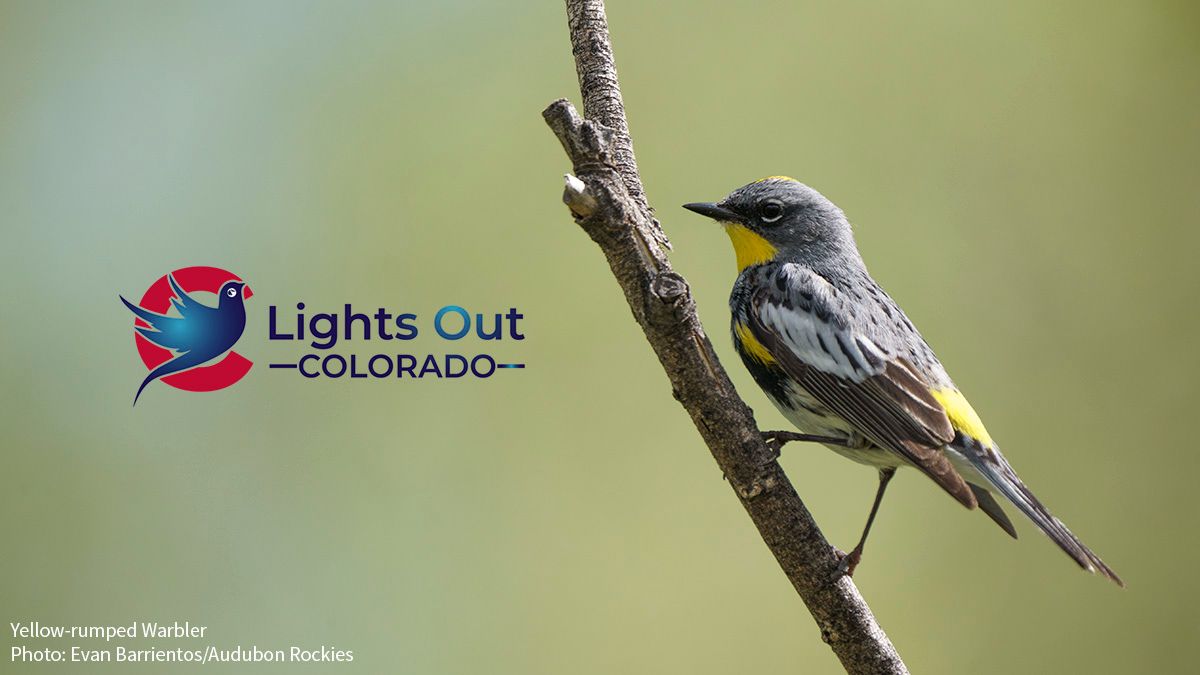 Announcing #LightsOutColorado! This new program provides information and opportunities for Coloradans to help save millions of migratory birds from the hazards of light pollution! Learn how you can help. buff.ly/3sxWuOB