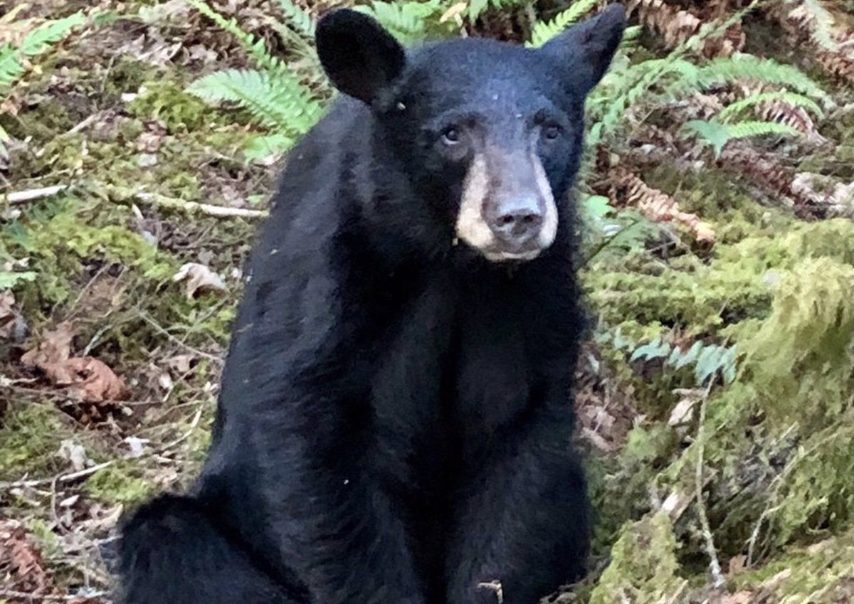 Like you can have sympathy 4 a bear that were exterminated for getting too used 2 humans. Even if the death of the animal were justified/necessary, I suspect most people would find that is a sad situation, &feel sorry 4 the animal... but some people don’t.