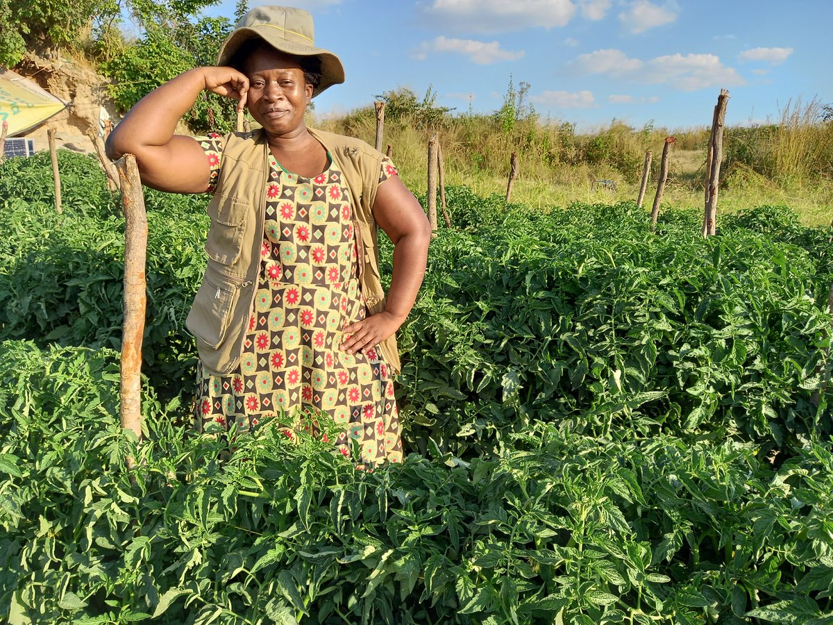 edrofarmfresh's tweet photo. Now starting to harvest cabbages.  The tomatoes are coming up. #feedingzim @LizBenjie https://t.co/C72DE1Ca5w