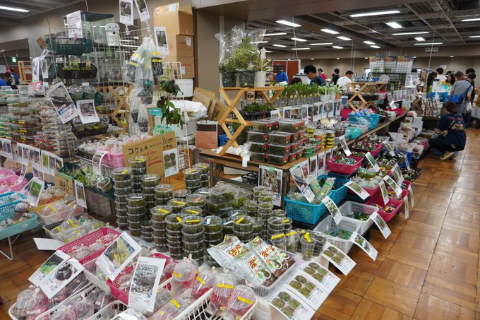 悲報 関西のアクアリウムイベント緊急事態宣言を無視してしまう 日本信州メダカのブログ