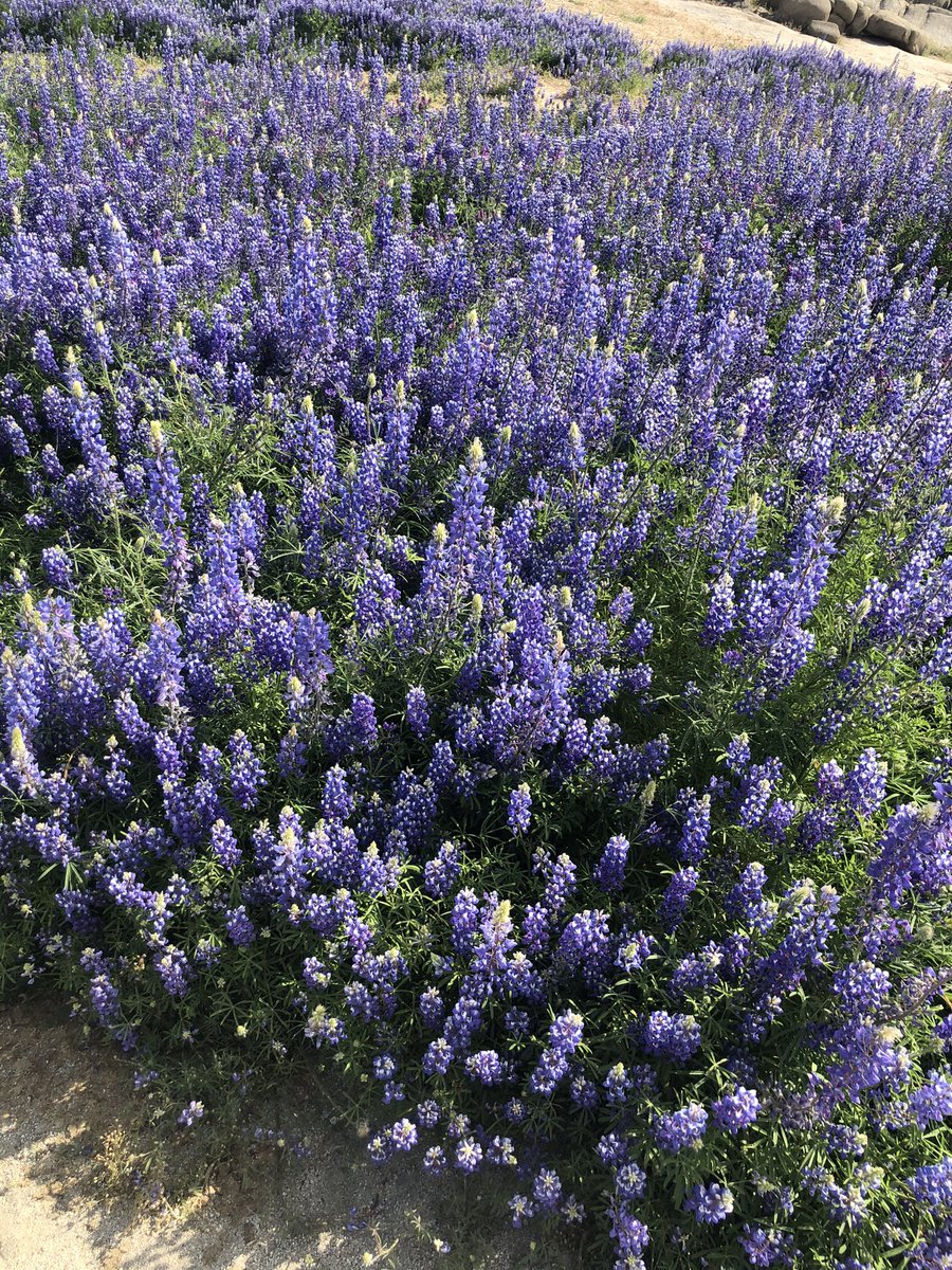 newsbabe1530's tweet photo. 💜Super Bloom! @FolsomLake is going crazy right now with wildflowers like these lupine. #BeeksBight https://t.co/ZGwuk3KABz