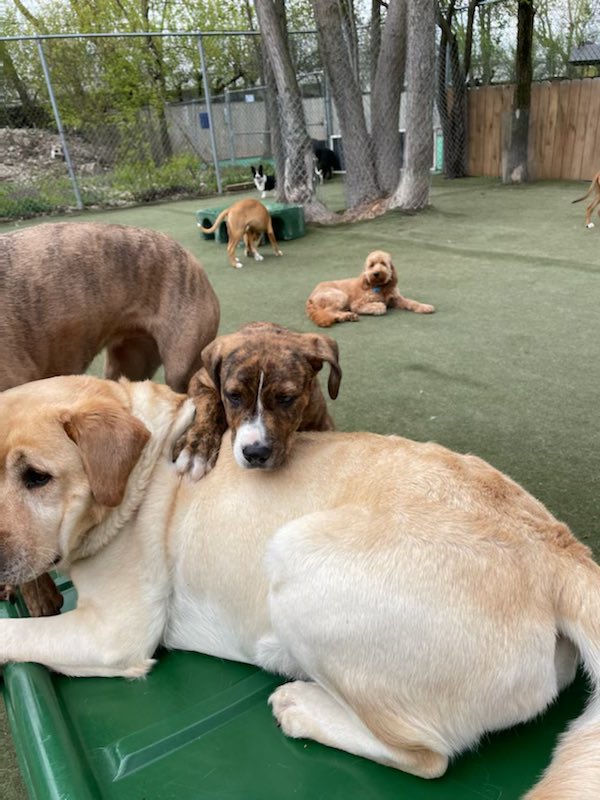 Meet Harry🐾 an almost 4mo old mixed breed goofball that we rescued from Louisiana. He is fun-loving, smart, and entertaining. Harry is in a #foster 🏡 w 2 other 🐶, 🐈, and older kids. He is super well-socialized and would love 💕 to land a #fureverhome with another 🐶 who 1/2