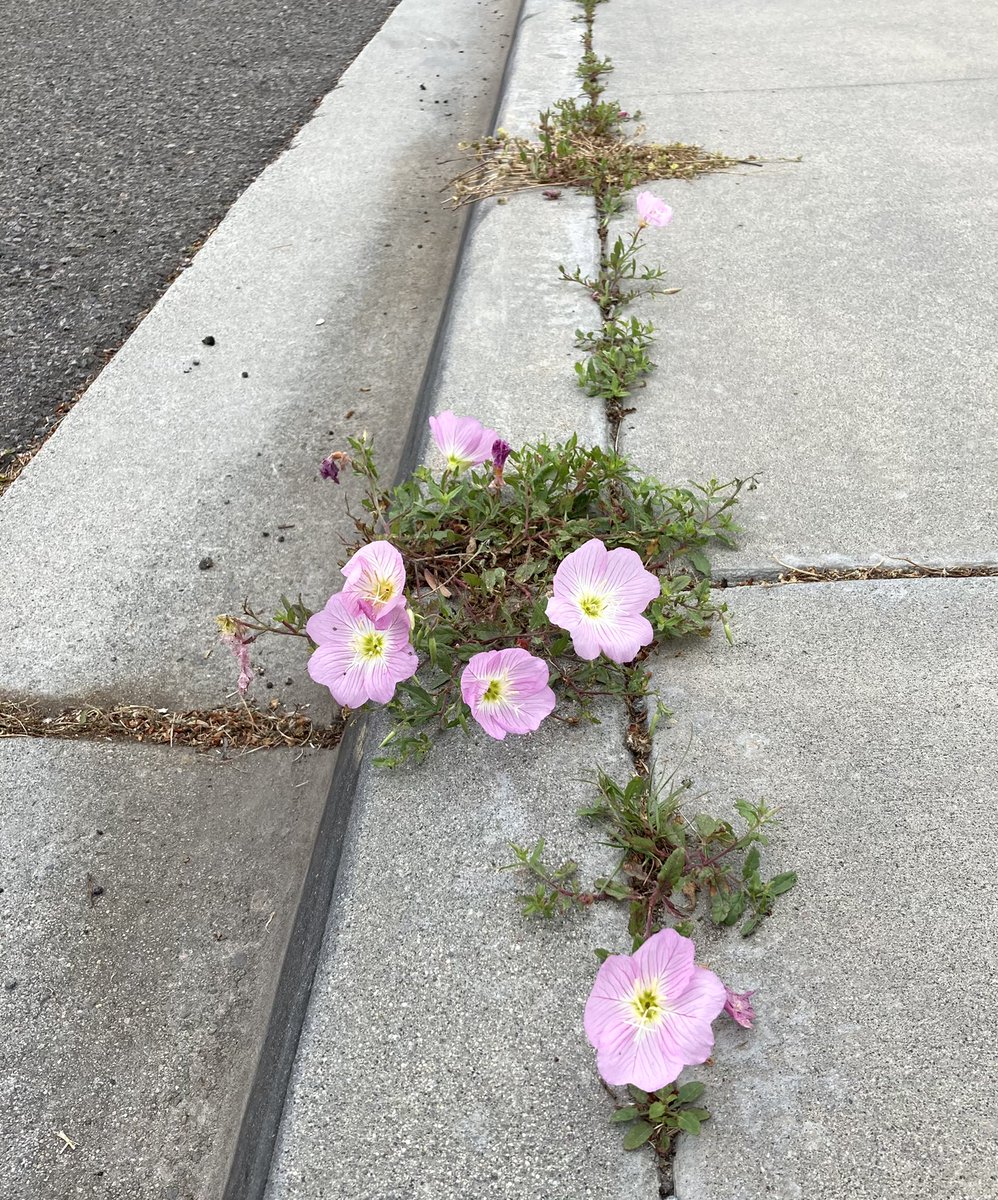 Everyday the earth 🌎 is amazing 🤩 #DiaDeLaTierra  #earthmonth #EarthDayEveryDay