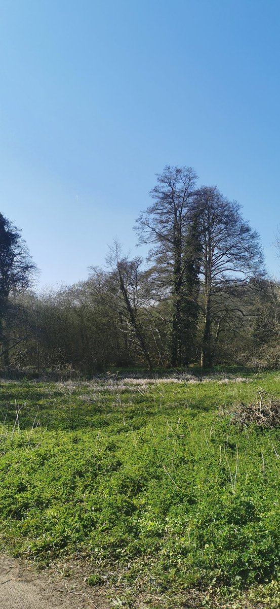 PFBoarding's tweet image. Afternoon walk and trip to #Godalming and of course a treat from @GodalmingDelig1 #iloveboarding @BSAboarding @priors_field