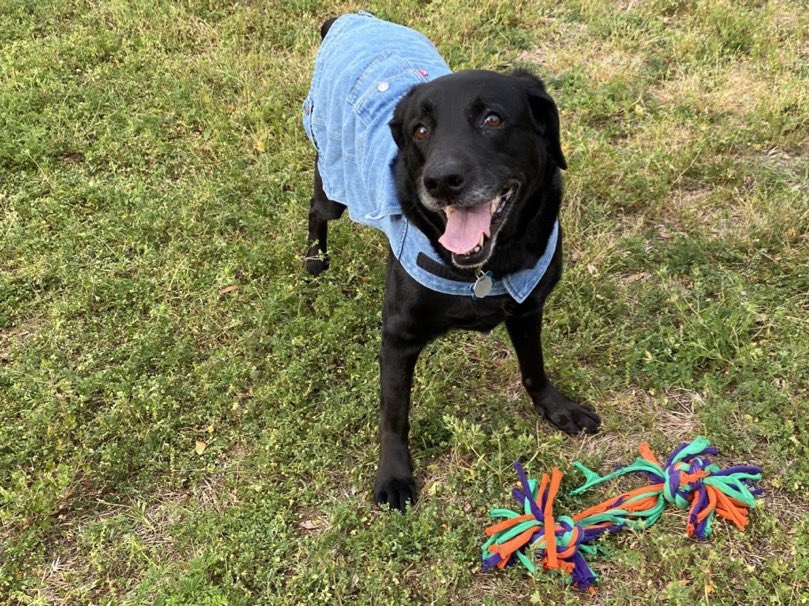 This is Denim Dog. She is not the hero we deserve, but the one we need right now. With great style comes great responsibility. 14/10 here to bless your timeline #SeniorPupSaturday