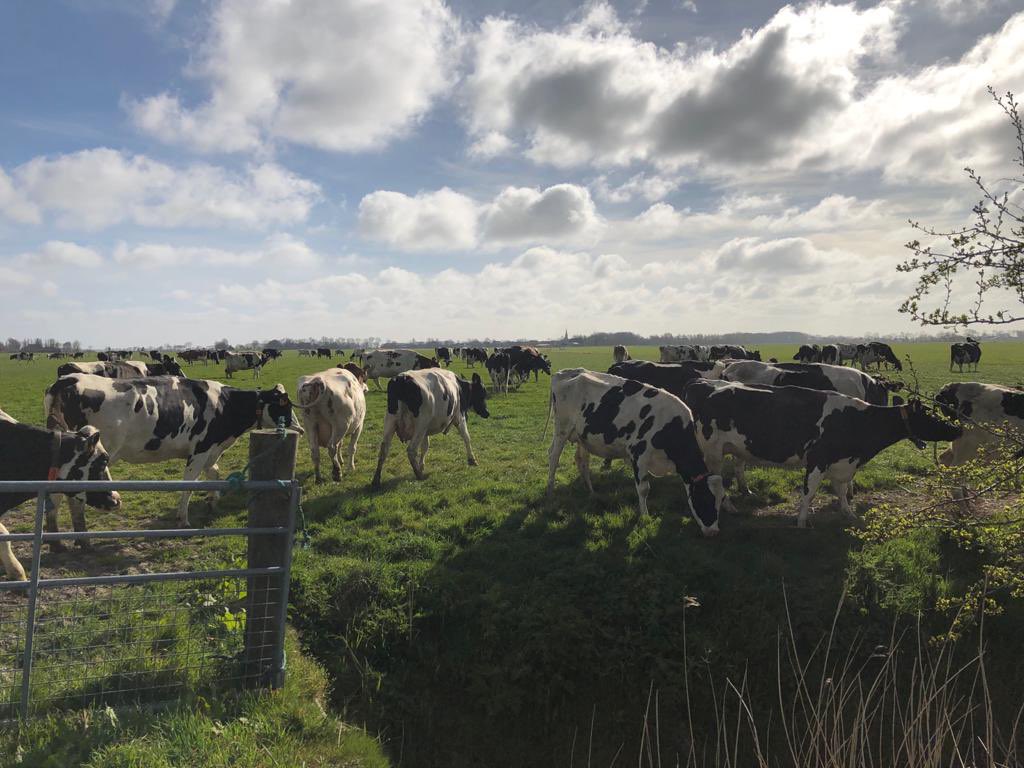 Vandaag de koeien weer voor het eerst naar buiten. Altijd een mooie dag.