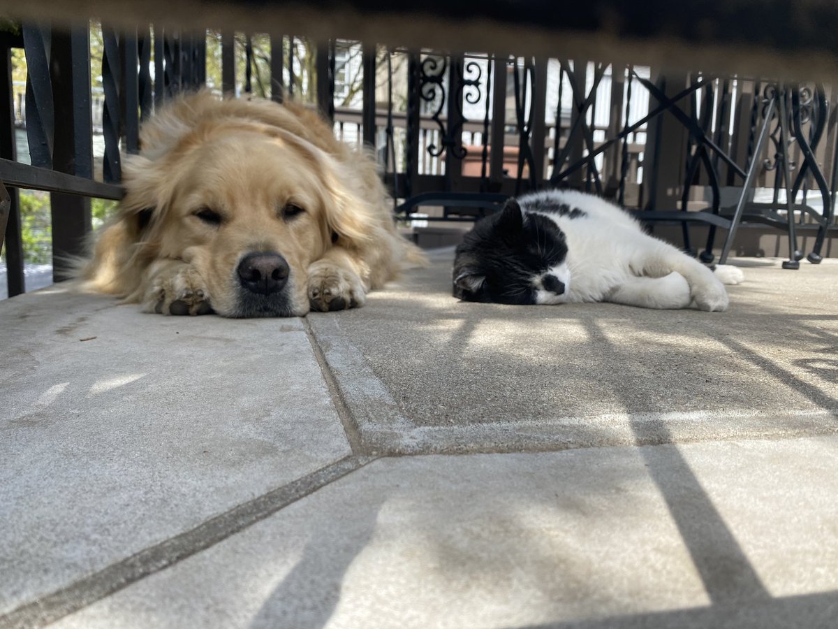 Two hours power washing the backyard pavers while my supervisors look on. 

Some have the life.