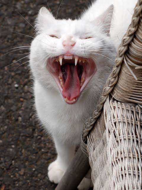 Голоса зверей страшные. Страшный белый кот. Страшная белая кошка.