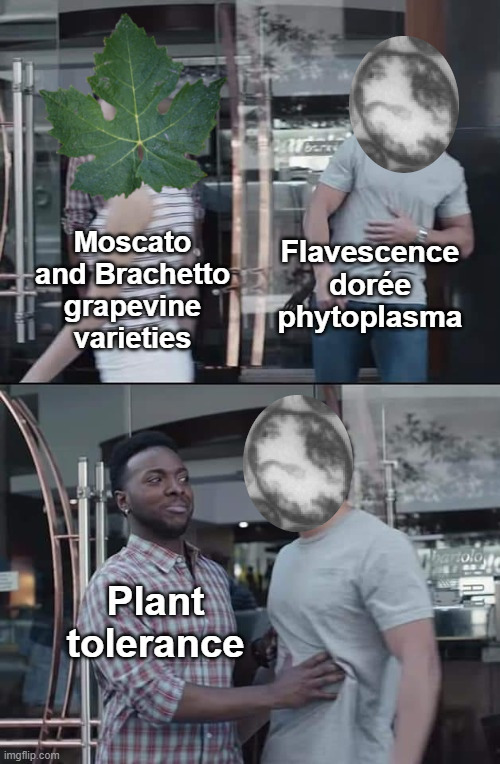 jscimeme1's tweet photo. In this work, the Authors found differences in susceptibility level of different grapevine varieties against the tremendous Flavescence dorée disease (FD). Enjoy!

https://t.co/DwJNJ23dll https://t.co/IHP5xz6YND