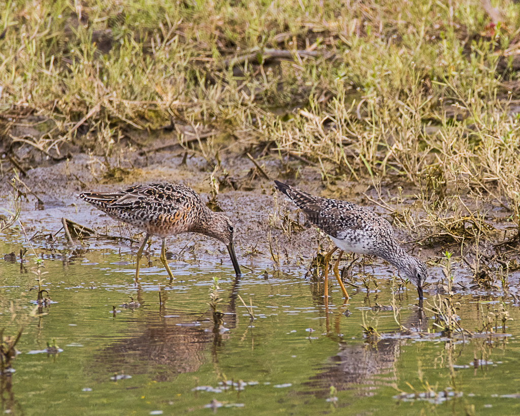 GSteeleIL's tweet photo. So soul soothing to watch the gregarious birds in the field sheet water and potholes! #southernIL #VisitSI https://t.co/8jSGEXJz9S