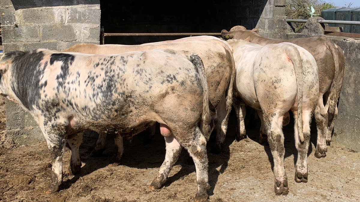 james_greevy's tweet photo. Pre season has really been paying off for the big lads. Junior B canโt come quick enough #bullbeef #gaago @Herdwatch https://t.co/pP6mWZwyyR