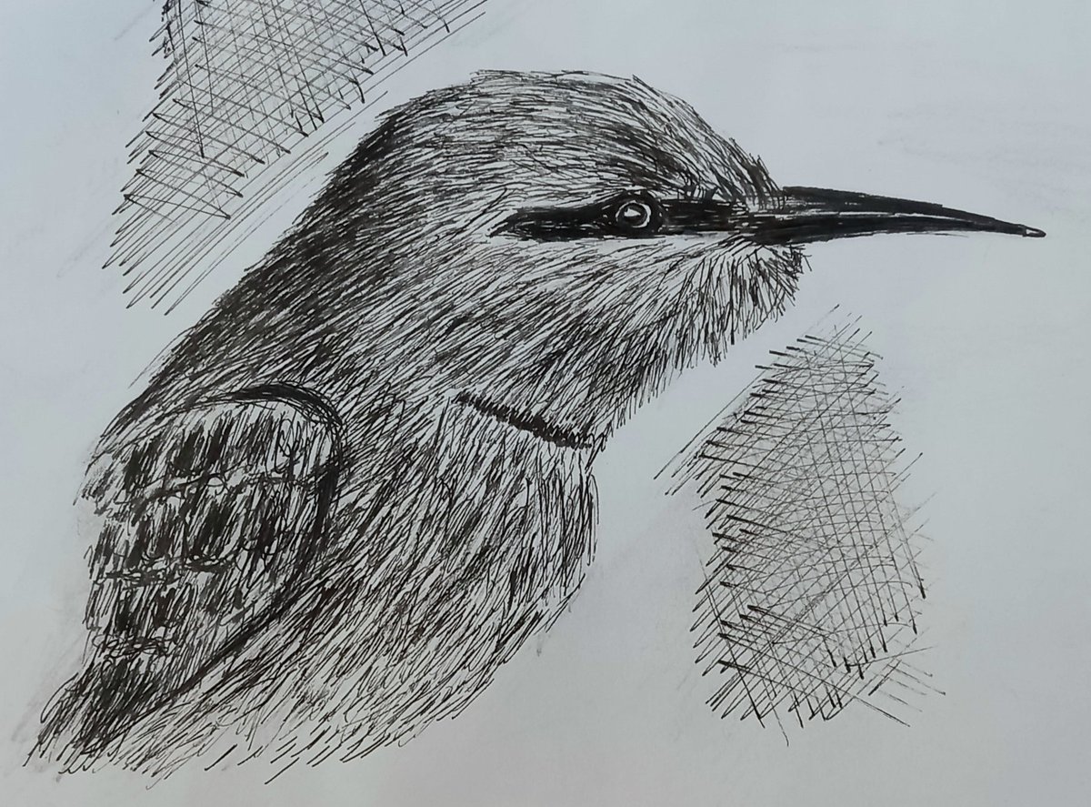 #lockdowndiaries #birdsketch #sketch #birds