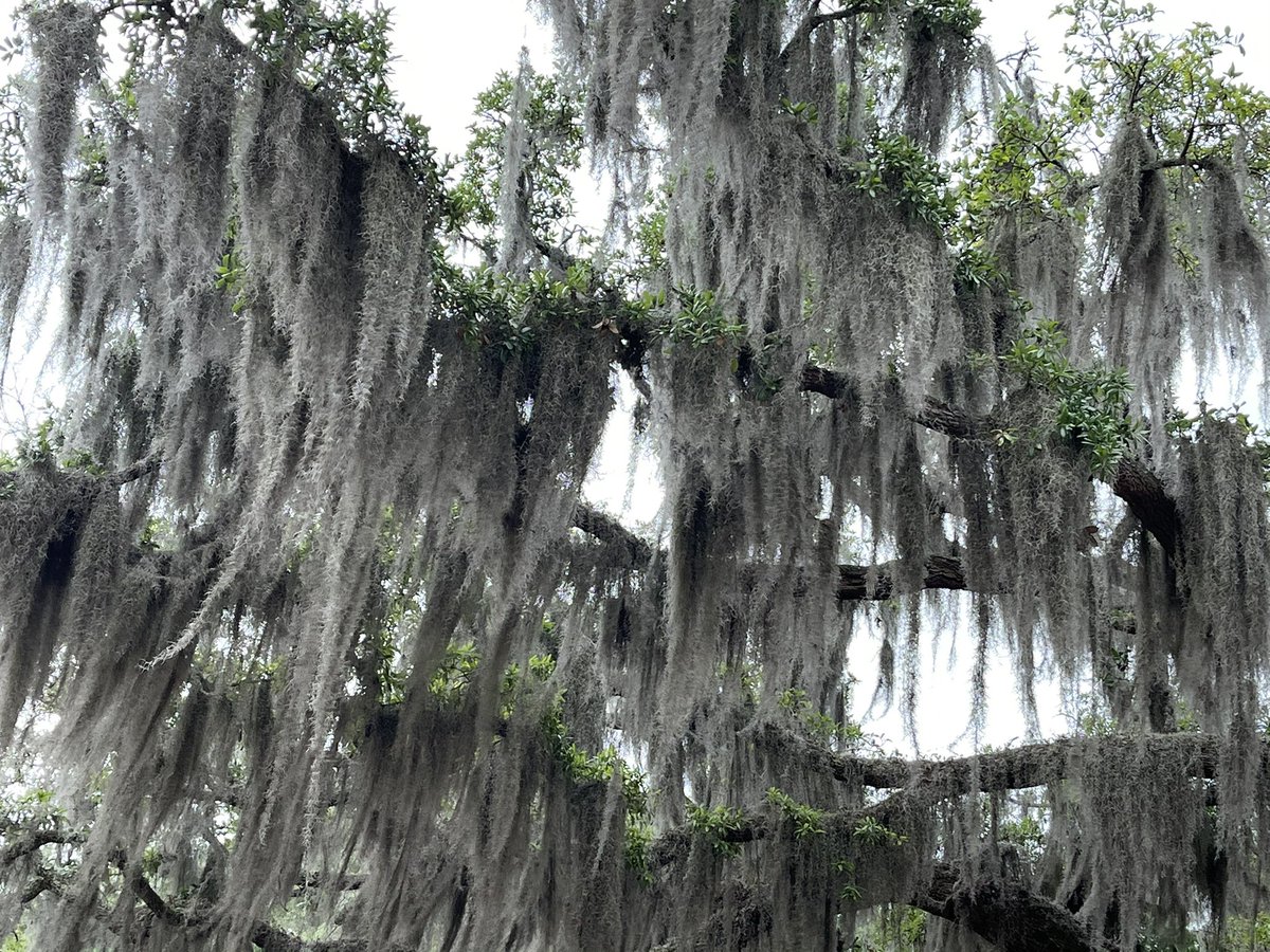 But today before it rained I waddled about to look at some oaks in the really interesting light. Here are some: Not so giant live oak in park behind my house. But has great bones.