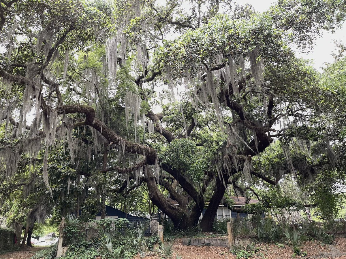 Truly ginormous live oak at neighbors’ bungalow at the park. Zoom in. That is one base of a tree. Its circumference at the ground is insane.