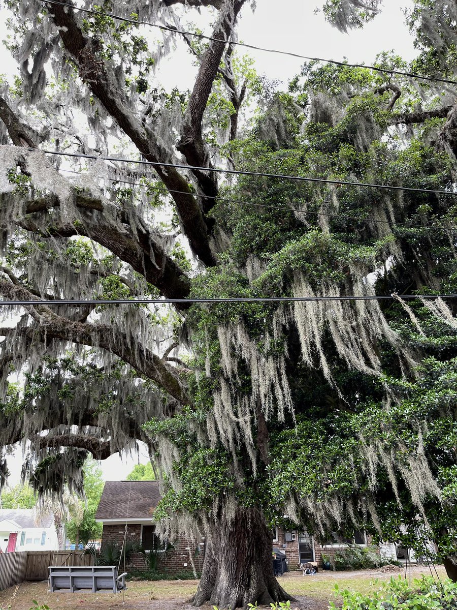 Probably the largest live oak around here is very difficult to photograph well. It’s in the back of a neighbor’s house two blocks away. Easiest to view from the lane in the rear. But power lines plus limited open space make it impossible to get it all in one shot.