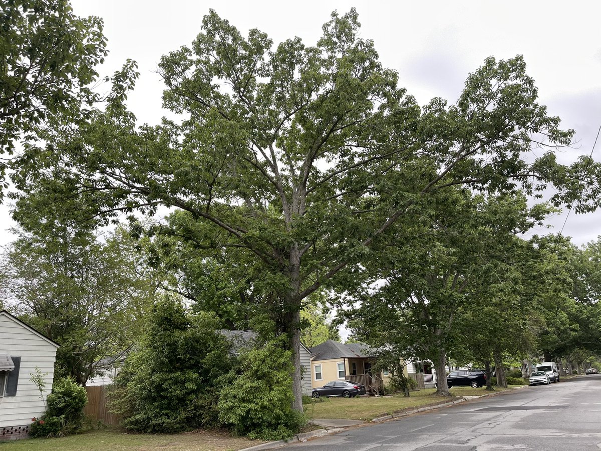 And here is the street of all chinkapin oaks. This is the tree i took the acorn from 9 years ago to germinate & grow in our yard. My dad’s best friend’s house. These are smaller oaks but lovely. Anyway, will be a nice collection soon. Mercifully this is the end of the thread!