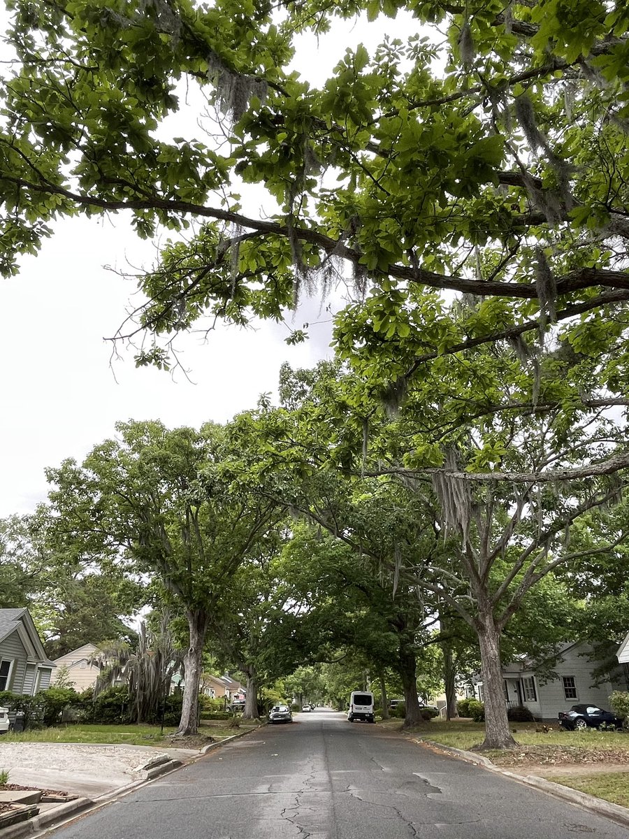 And here is the street of all chinkapin oaks. This is the tree i took the acorn from 9 years ago to germinate & grow in our yard. My dad’s best friend’s house. These are smaller oaks but lovely. Anyway, will be a nice collection soon. Mercifully this is the end of the thread!