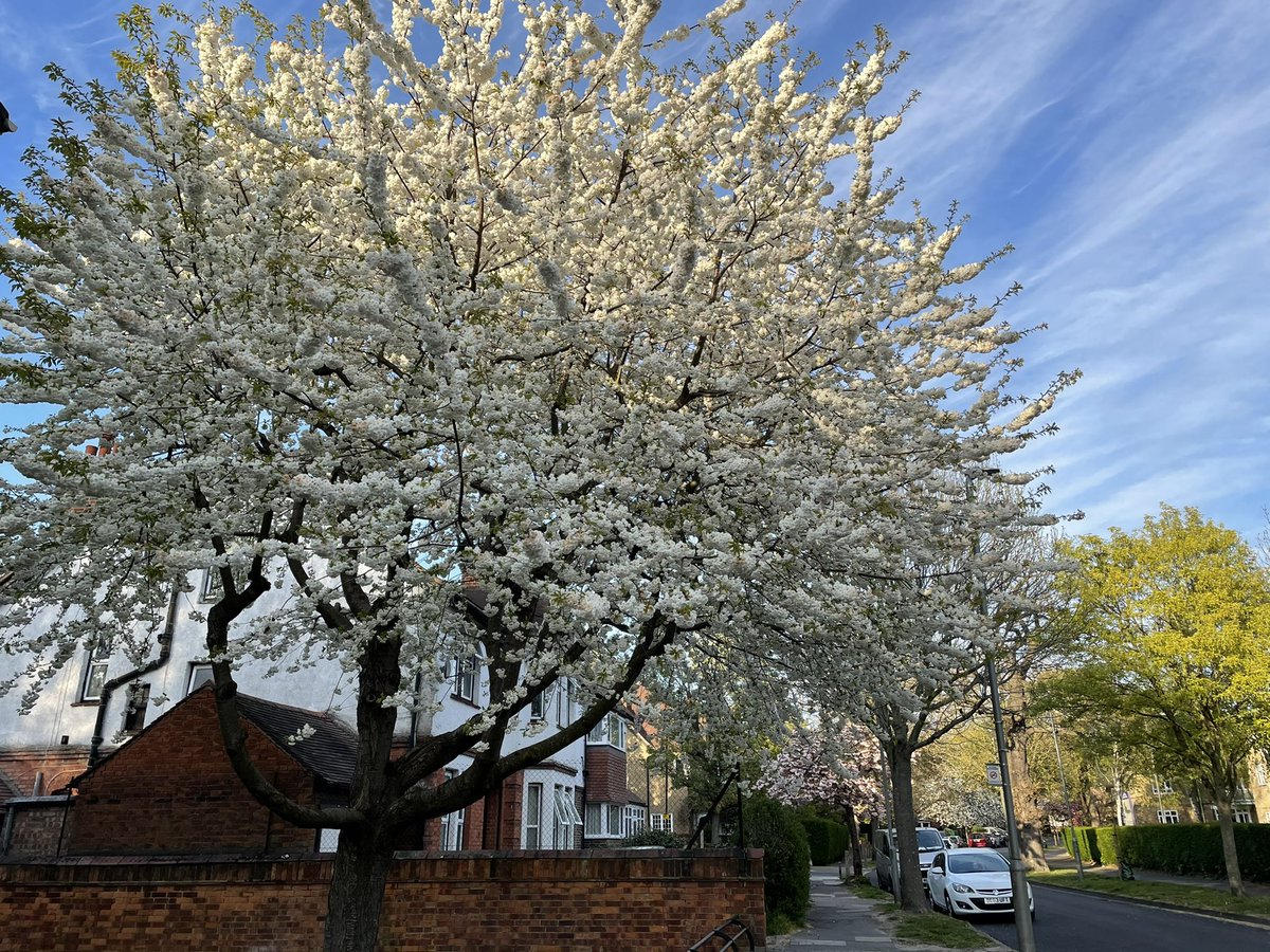 oklahomanights's tweet photo. Lovely blossom evening in Streatham #BlossomWatch @nationaltrust https://t.co/wGRRRXPjEH