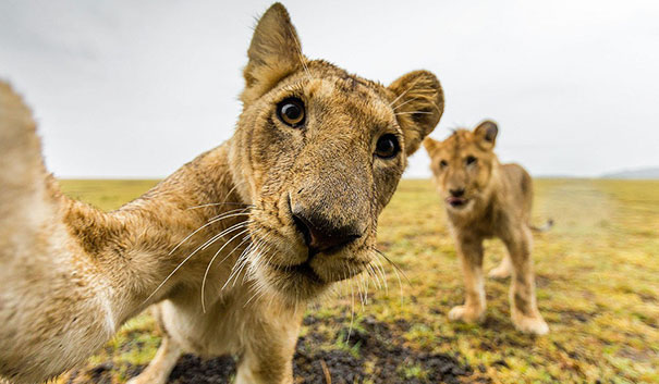 Animals Taking Selfies (6)