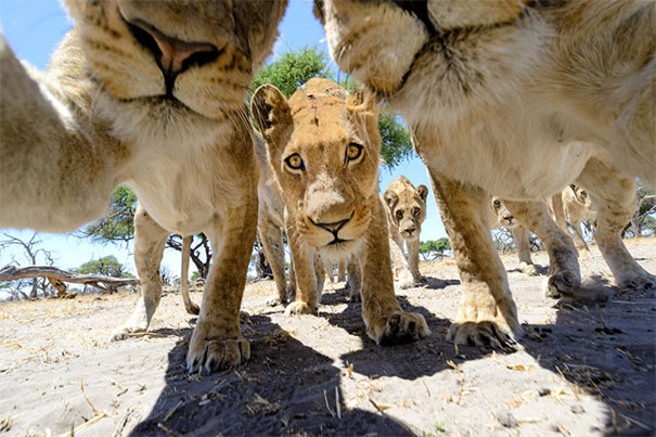 Animals Taking Selfies (6)