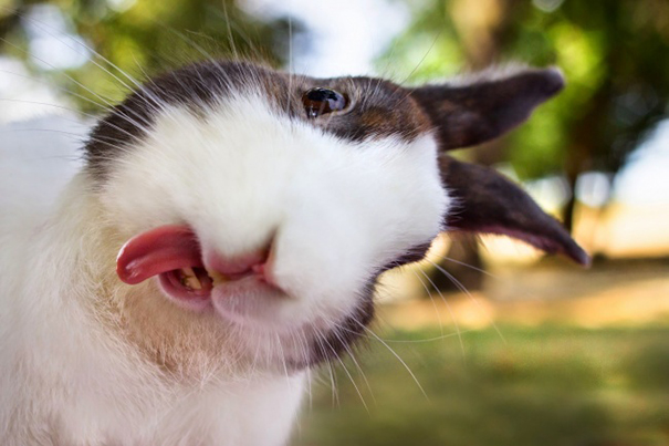 Animals Taking Selfies (7)