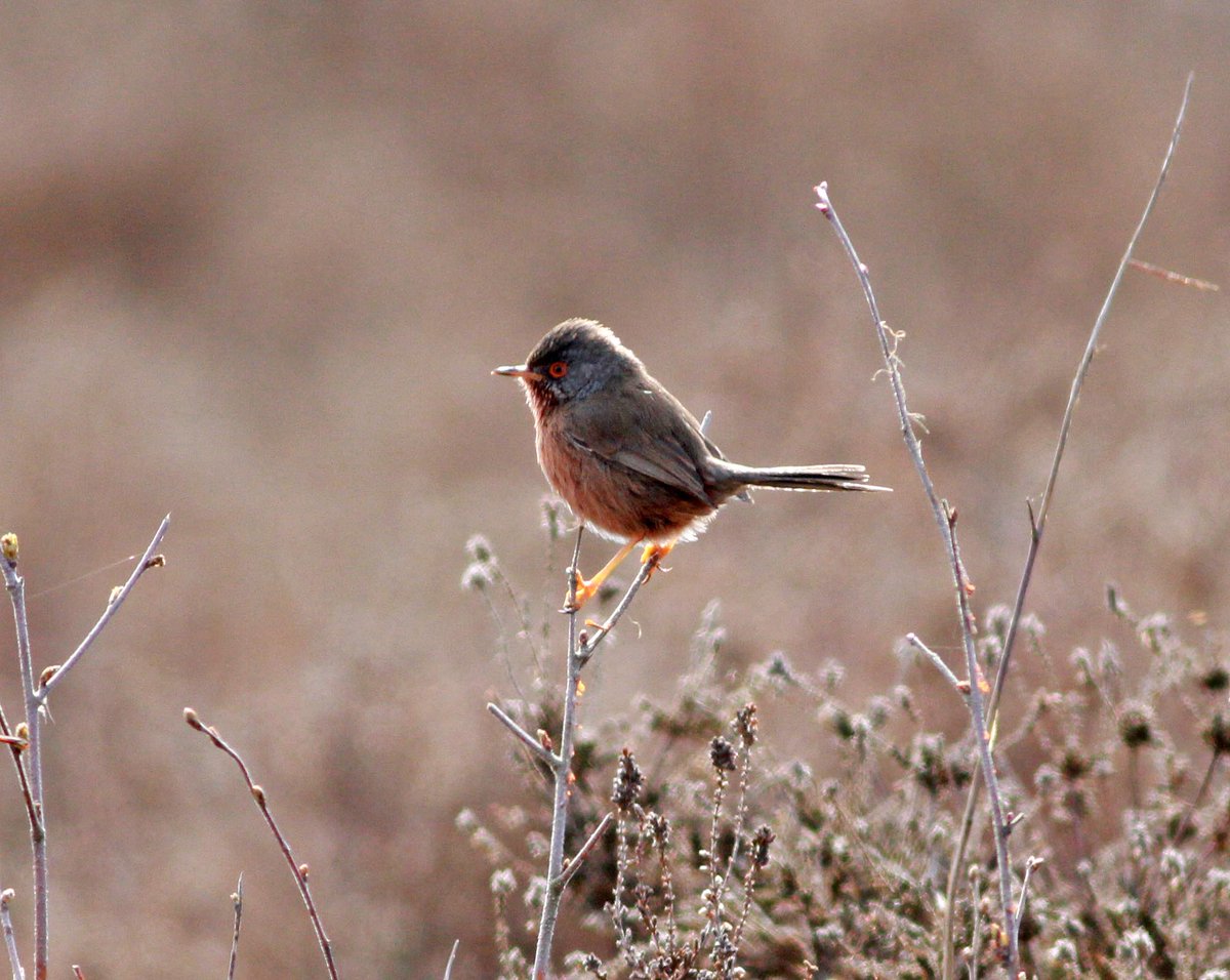 SueBryan2's tweet photo. A first for me at Minsmere today....a Black Adder with a supporting cast of Dartford Warblers, Nightingales and a long flight view of a Bittern. The day was full of song and birds in the glorious sun. #magicaldays https://t.co/u4eGWsv8fj