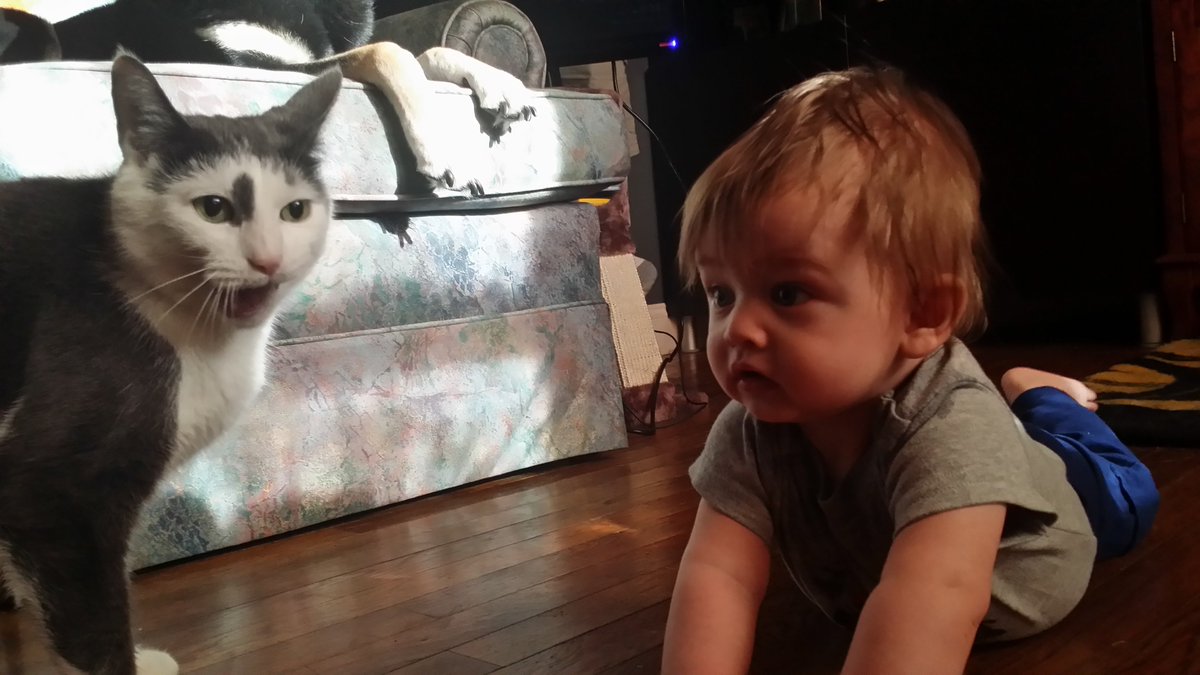 My "I& #39;mma dog kitty," my this my brother kitty, my this my human kitty, my blends in with stuffed animals kitty...