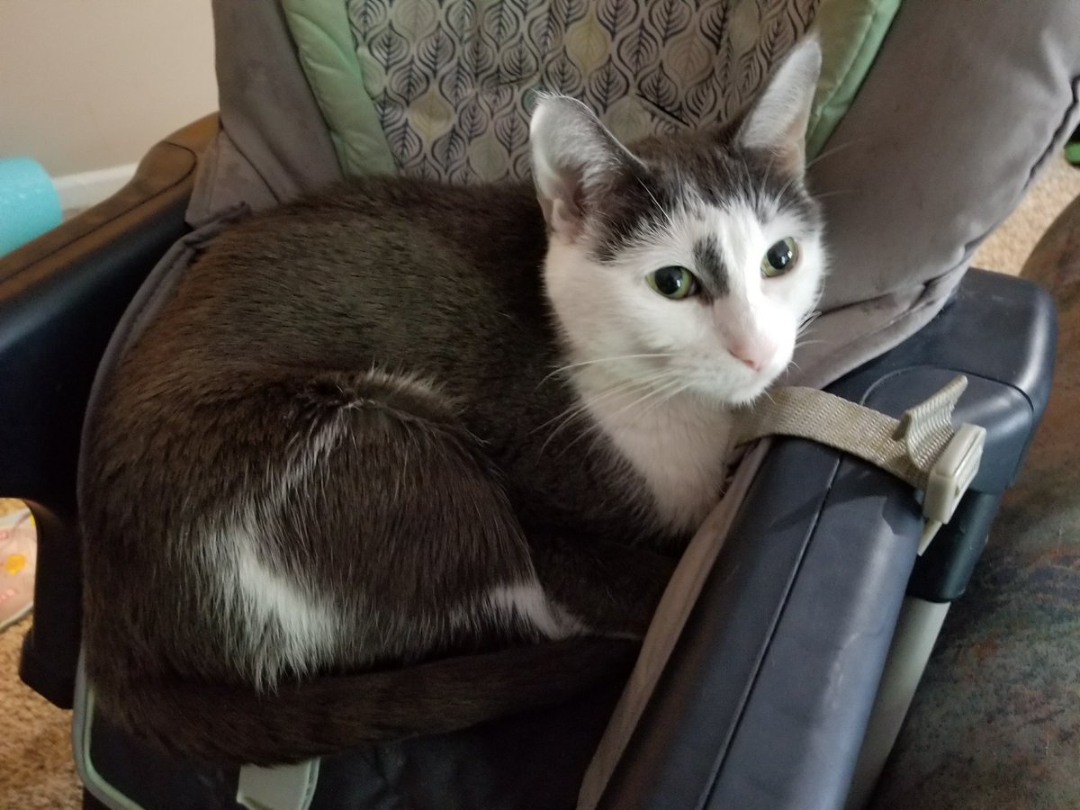 My I love my human kitty, my "I fits I sit" kitty, my please stop working and pay attention to me kitty...