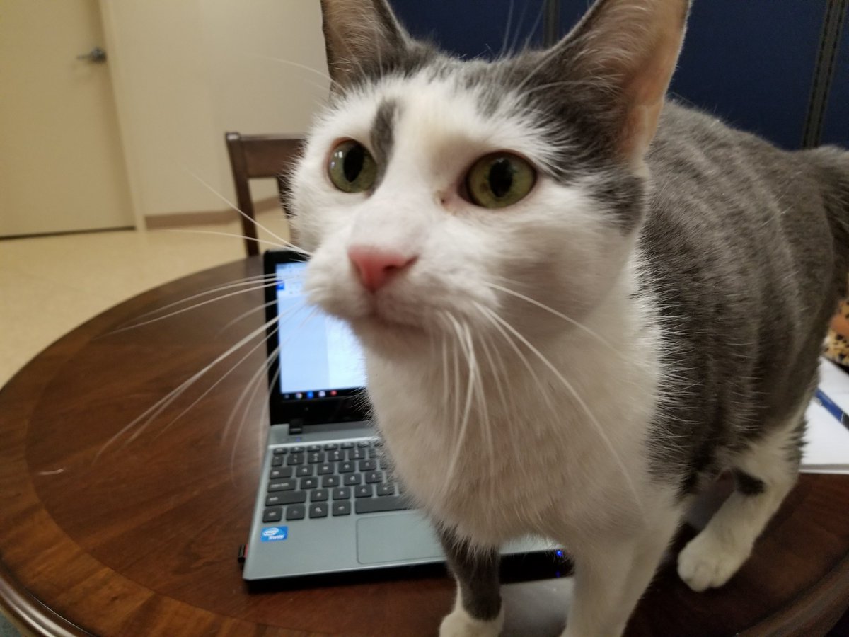 My I love my human kitty, my "I fits I sit" kitty, my please stop working and pay attention to me kitty...
