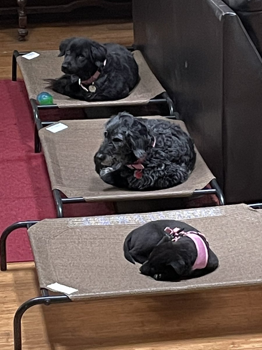 LLMitchell28's tweet image. @Coolaroo Our new puppy needed her own bed right away! Happy Coolaroo family!