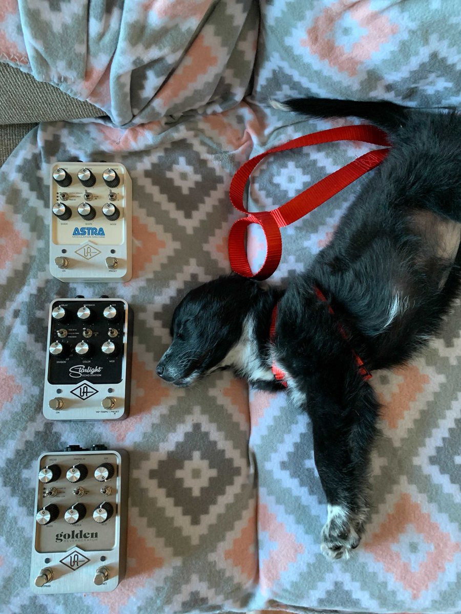 UAudio's tweet photo. #UAFX pedals β Juno the puppy for scale π
#UniversalAudio #MusicProduction #UAFXpedals #UAgolden #UAastra #UAstarlight #StarlightEchoStation #GoldenReverberator #AstraModulationMachine #EffectsPedals #PedalPower #PedalToTheMetal #StudioDogs #MusicDogs #Dogpics #SleepingDogs https://t.co/qZcFxUJOad