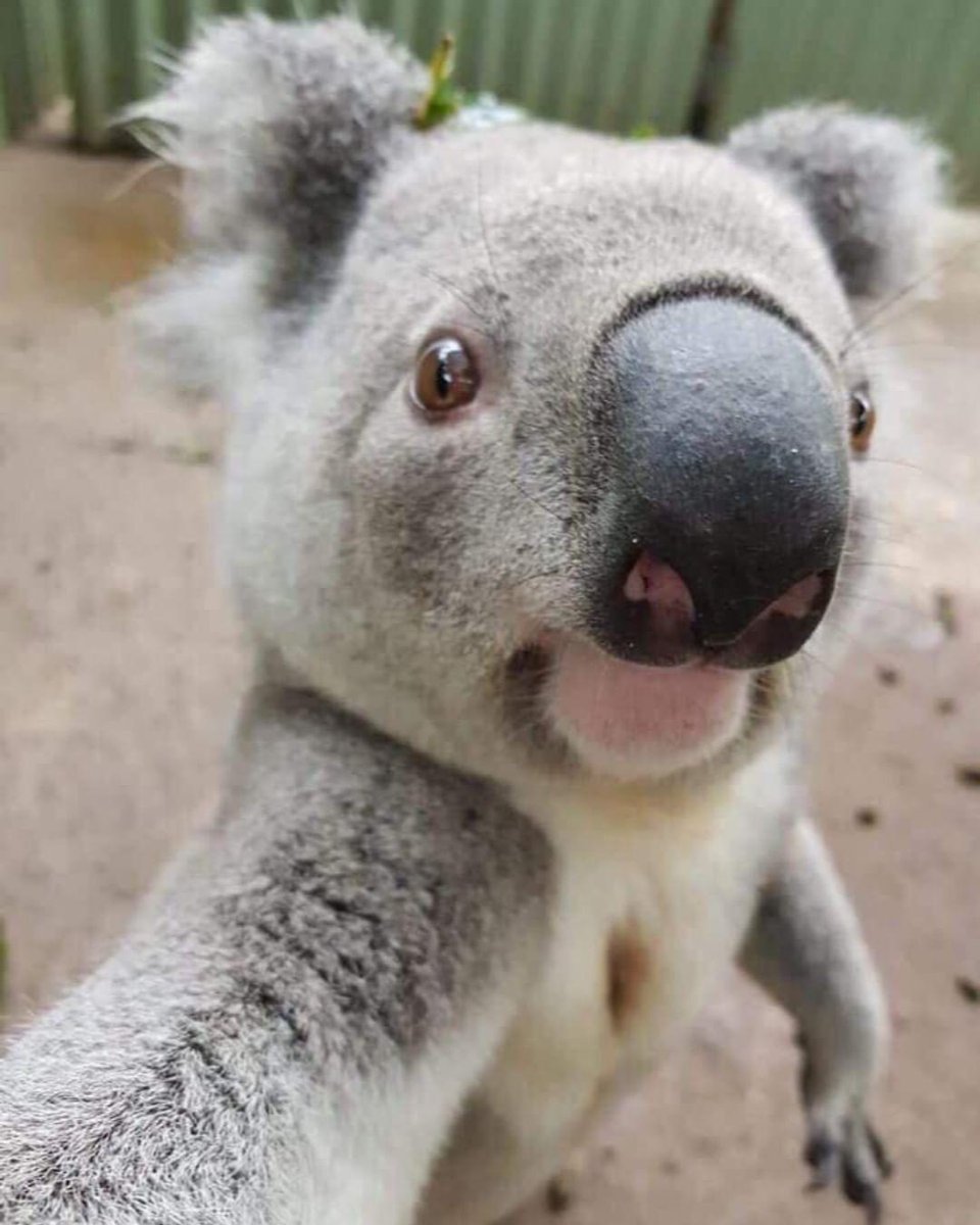 Animals Taking Selfies (11)