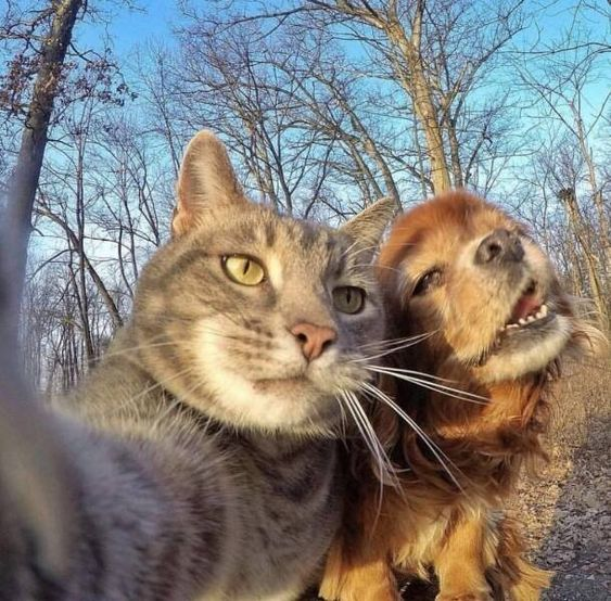 animal selfies