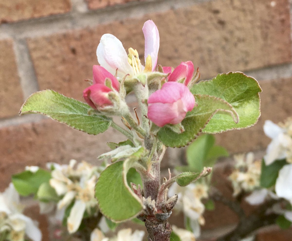 Loving #BlossomWatch with <a href="/nationaltrust/">National Trust</a>