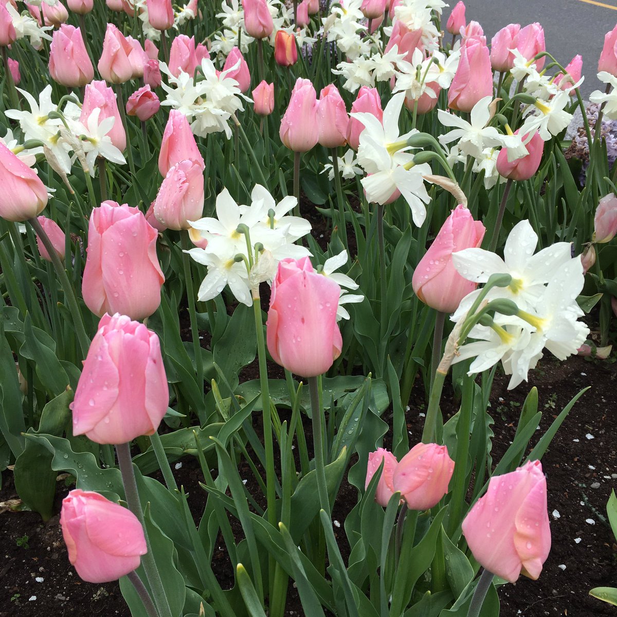 lynngerridog's tweet image. It’s a gray day here on the east coast of Vancouver Island and the tulips, daffodils, azaleas and flowering Dogwood, caught my eye. Hope they brighten your day too.