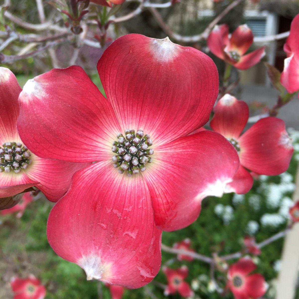 lynngerridog's tweet image. It’s a gray day here on the east coast of Vancouver Island and the tulips, daffodils, azaleas and flowering Dogwood, caught my eye. Hope they brighten your day too.