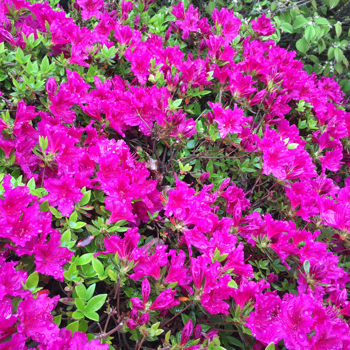 lynngerridog's tweet image. It’s a gray day here on the east coast of Vancouver Island and the tulips, daffodils, azaleas and flowering Dogwood, caught my eye. Hope they brighten your day too.