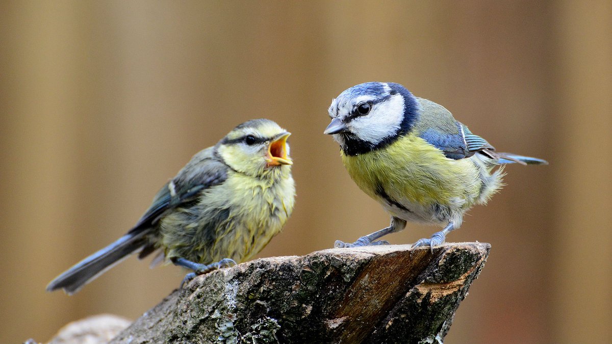 How To Feed Birds In Your Garden