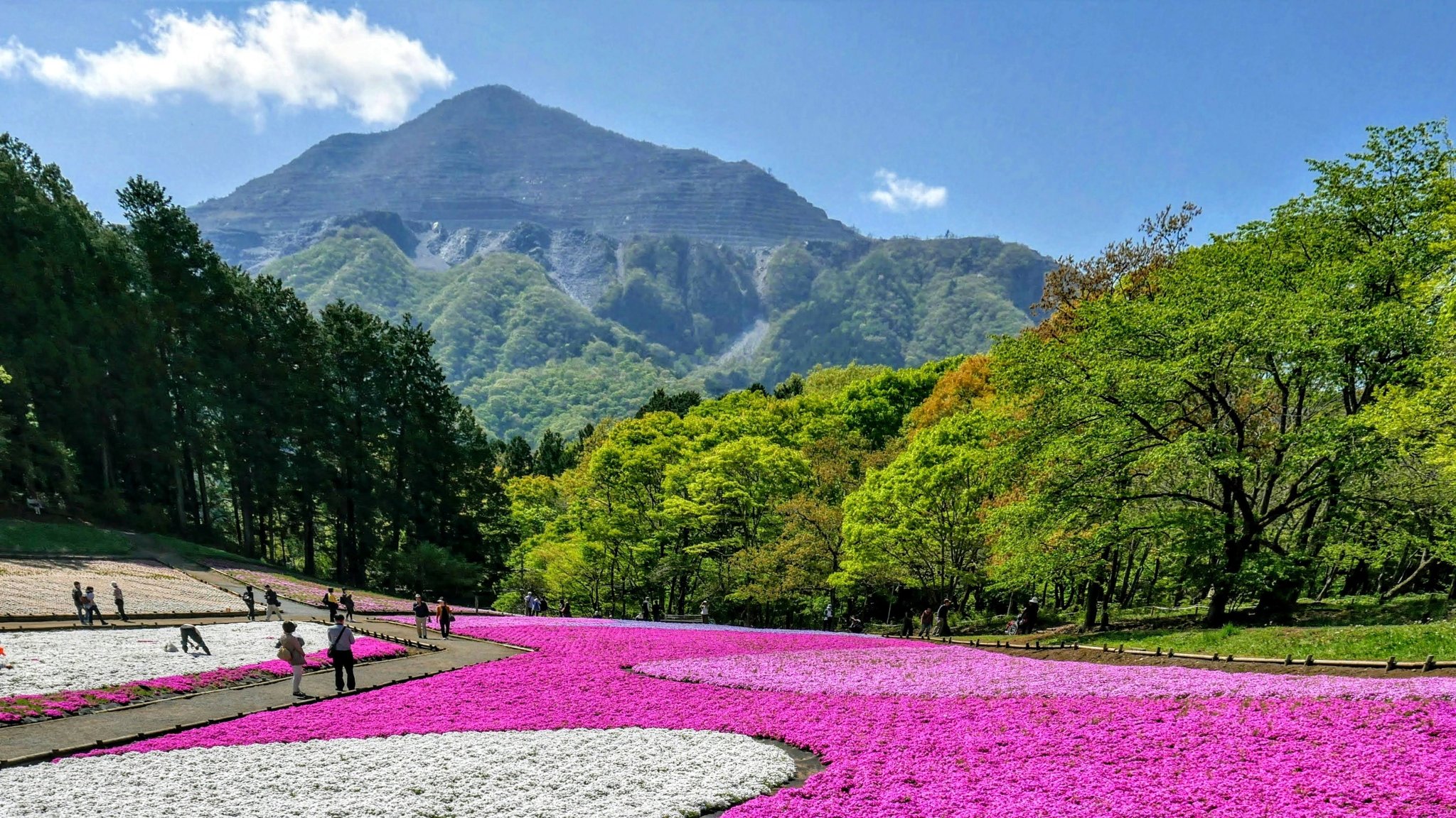 Shiojii 埼玉県秩父市の 芝桜の丘 が見頃を迎えてる様ですね でも今年もコロナの心配が有るので見送る予定ですが 本当は行きたいです 写真は三年前の 芝桜の丘 で撮影した物です 武甲山も綺麗に見えてました 芝桜 芝桜の丘 秩父市 埼玉