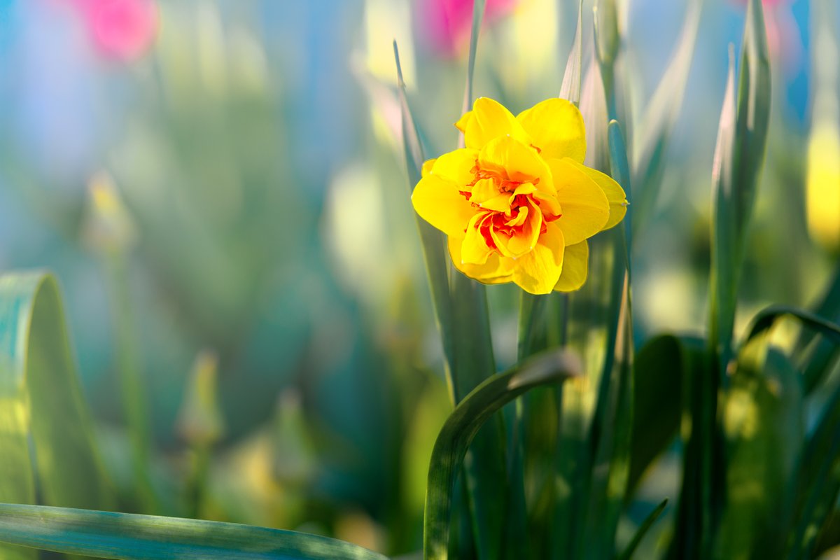 chromatic_to's tweet photo. #Daffodils signify new beginnings. What about a double daffodil, with its extra petals and missing trumpet?

#TorontoFlora #doubleDaffodil #shotonNikon #NikonZ7
#PhotoHour #StormHour 

https://t.co/k5kzkIswWC https://t.co/unY1eTf9Eu